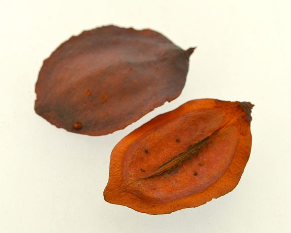 Boca de sapo mini (casca jacarandá) - Vermelho (5 Peças)